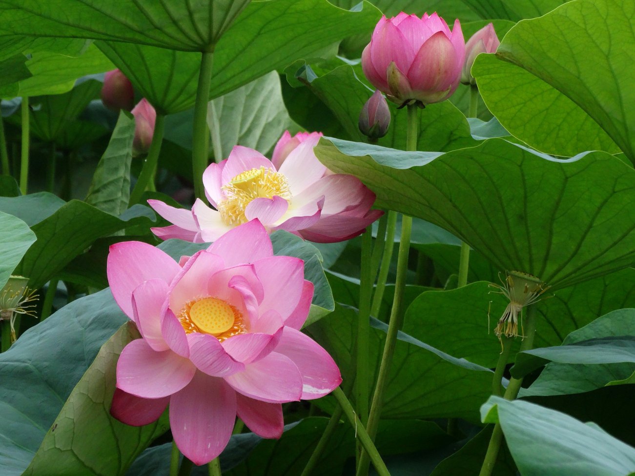 Изображение особи Nelumbo komarovii.