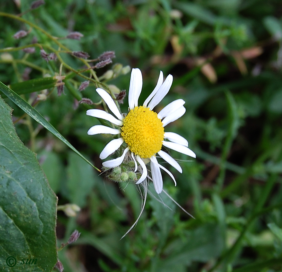 Изображение особи Leucanthemum vulgare.