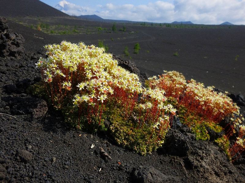 Image of Saxifraga funstonii specimen.