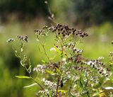 Achillea cartilaginea. Созревающие соплодия на верхушке растения. Московская обл., Раменский р-н, окр. ж.-д. платформы Хрипань, просека под ЛЭП. 10.08.2016.