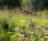 Achillea cartilaginea