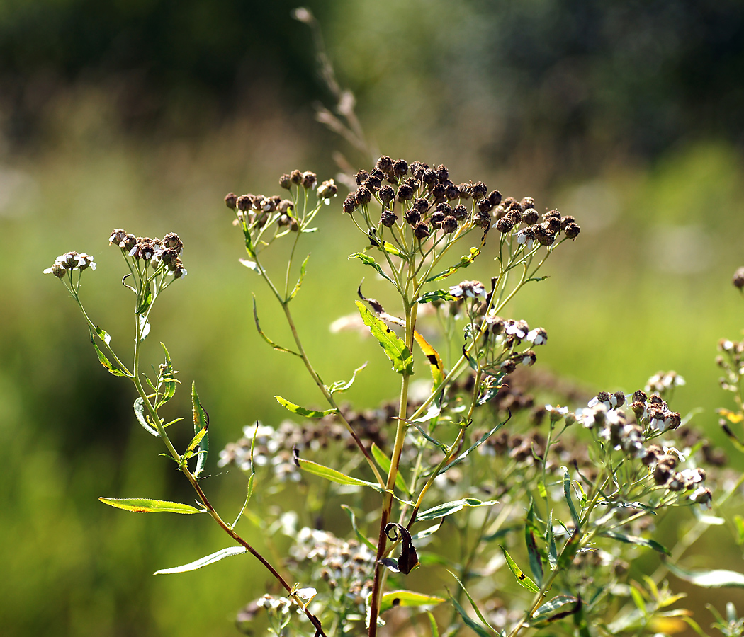 Изображение особи Achillea cartilaginea.