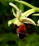 Ophrys mammosa ssp. caucasica