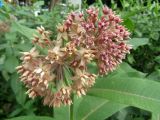 Asclepias syriaca. Соцветия. Беларусь, г. Минск, Кальвария, в культуре. 04.09.2016.