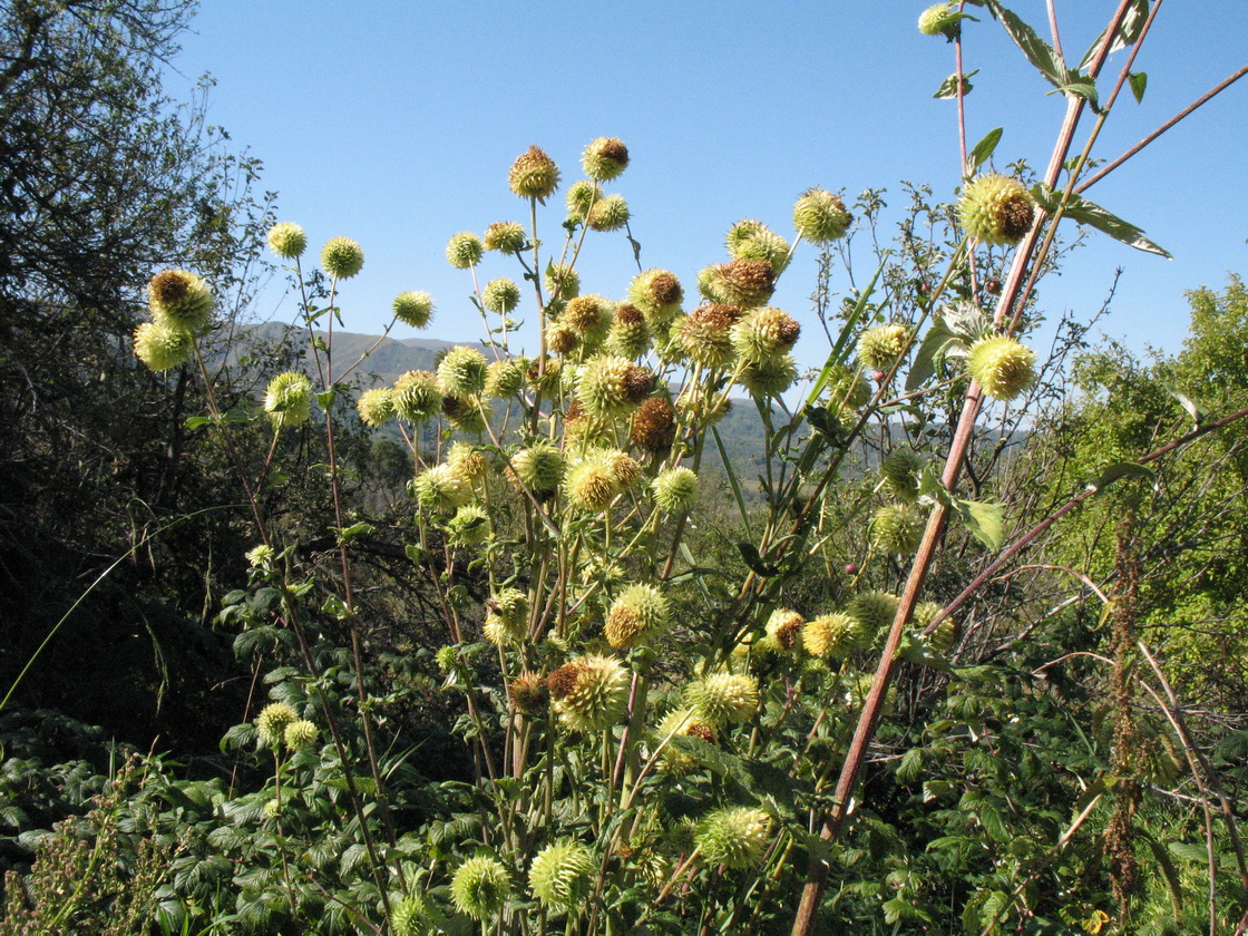 Image of Alfredia cernua specimen.