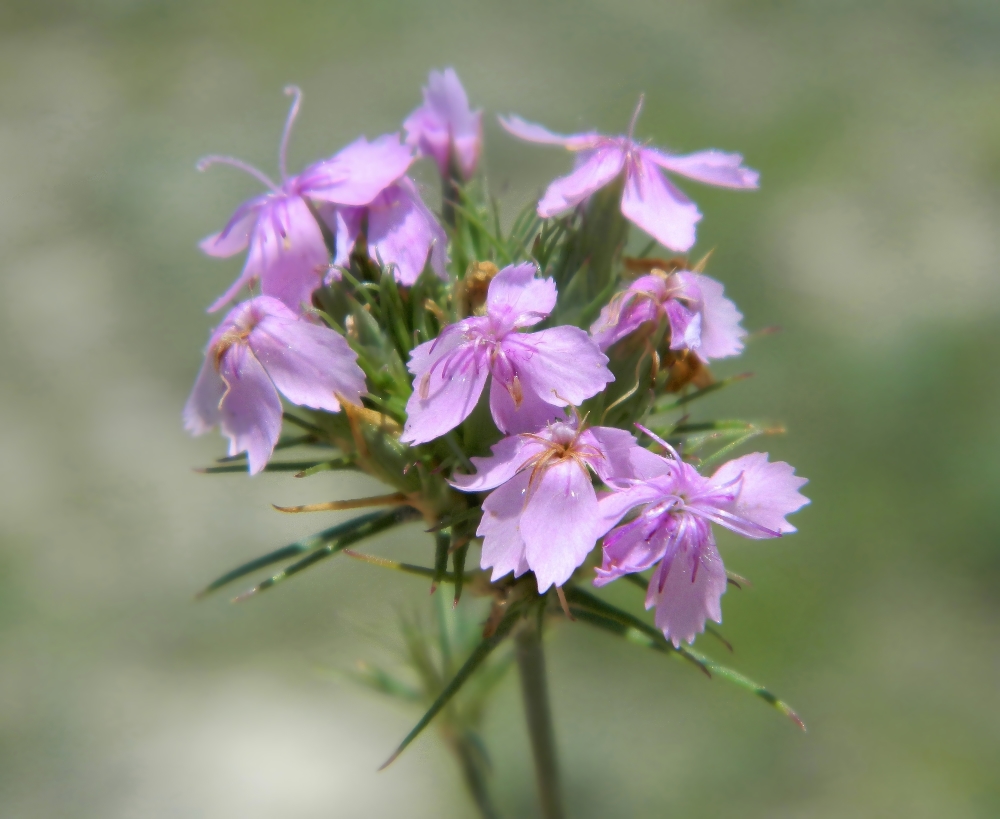 Image of Dianthus pseudarmeria specimen.