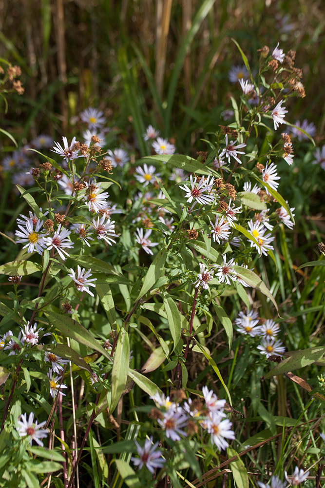 Изображение особи Symphyotrichum &times; salignum.