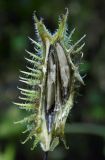 Xanthium orientale
