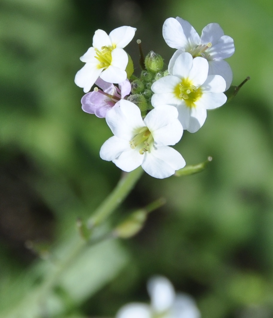 Изображение особи Berteroa mutabilis.