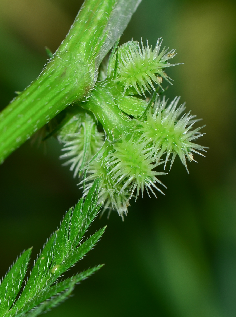 Image of Torilis nodosa specimen.