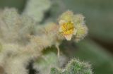 Chrozophora plicata