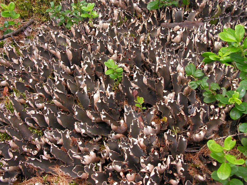 Image of Peltigera malacea specimen.