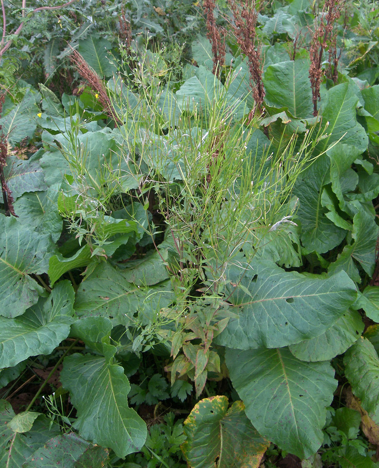 Изображение особи Epilobium pseudorubescens.