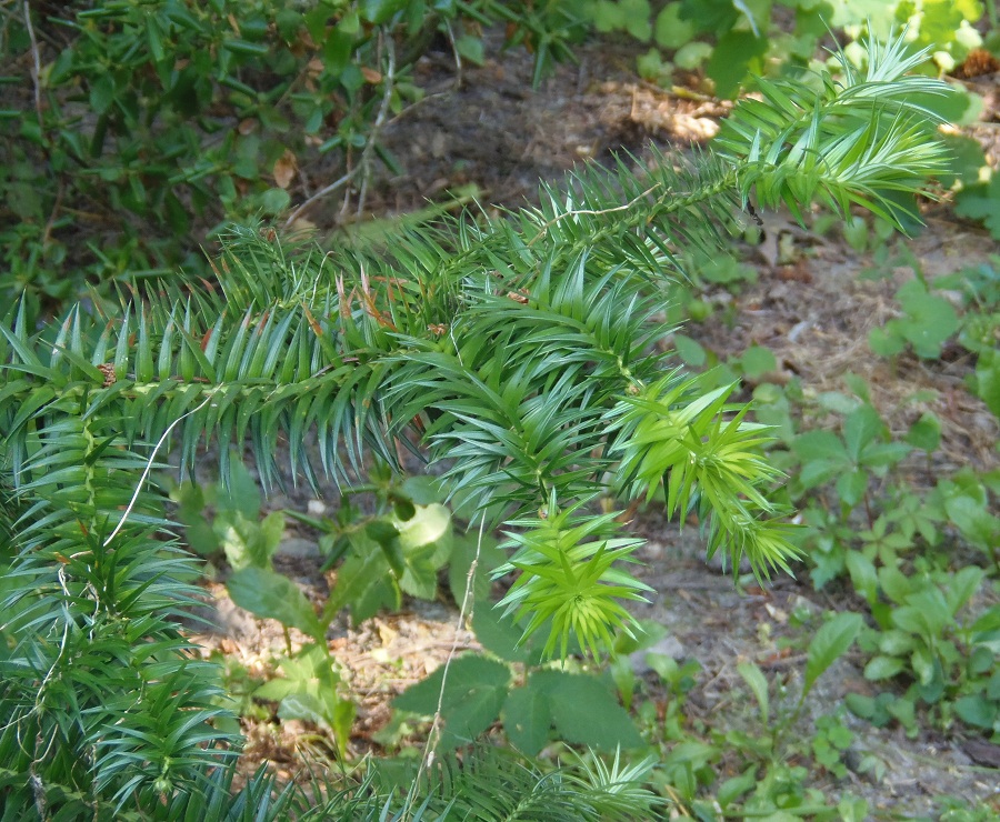 Изображение особи Cunninghamia lanceolata.