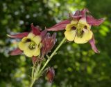 Aquilegia oxysepala. Цветки. Приморский край, Шкотовский р-н, окр. с. Анисимовка, в смешанном лесу. 10.07.2016.