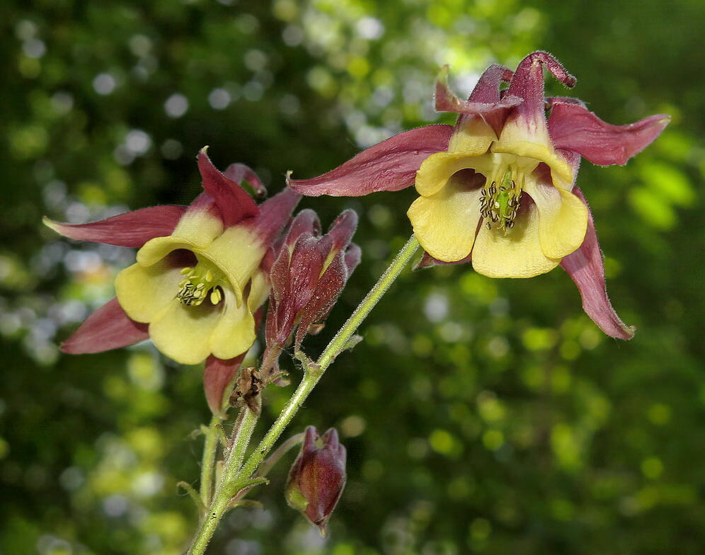 Image of Aquilegia oxysepala specimen.