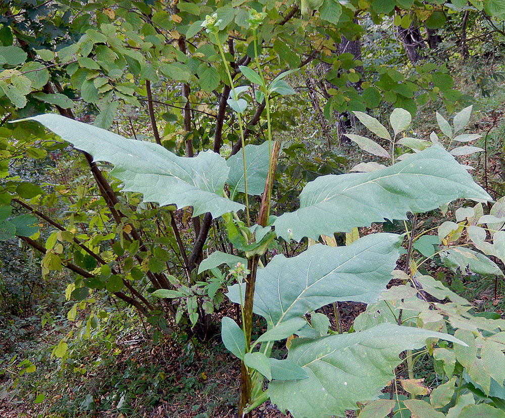 Image of Silphium perfoliatum specimen.