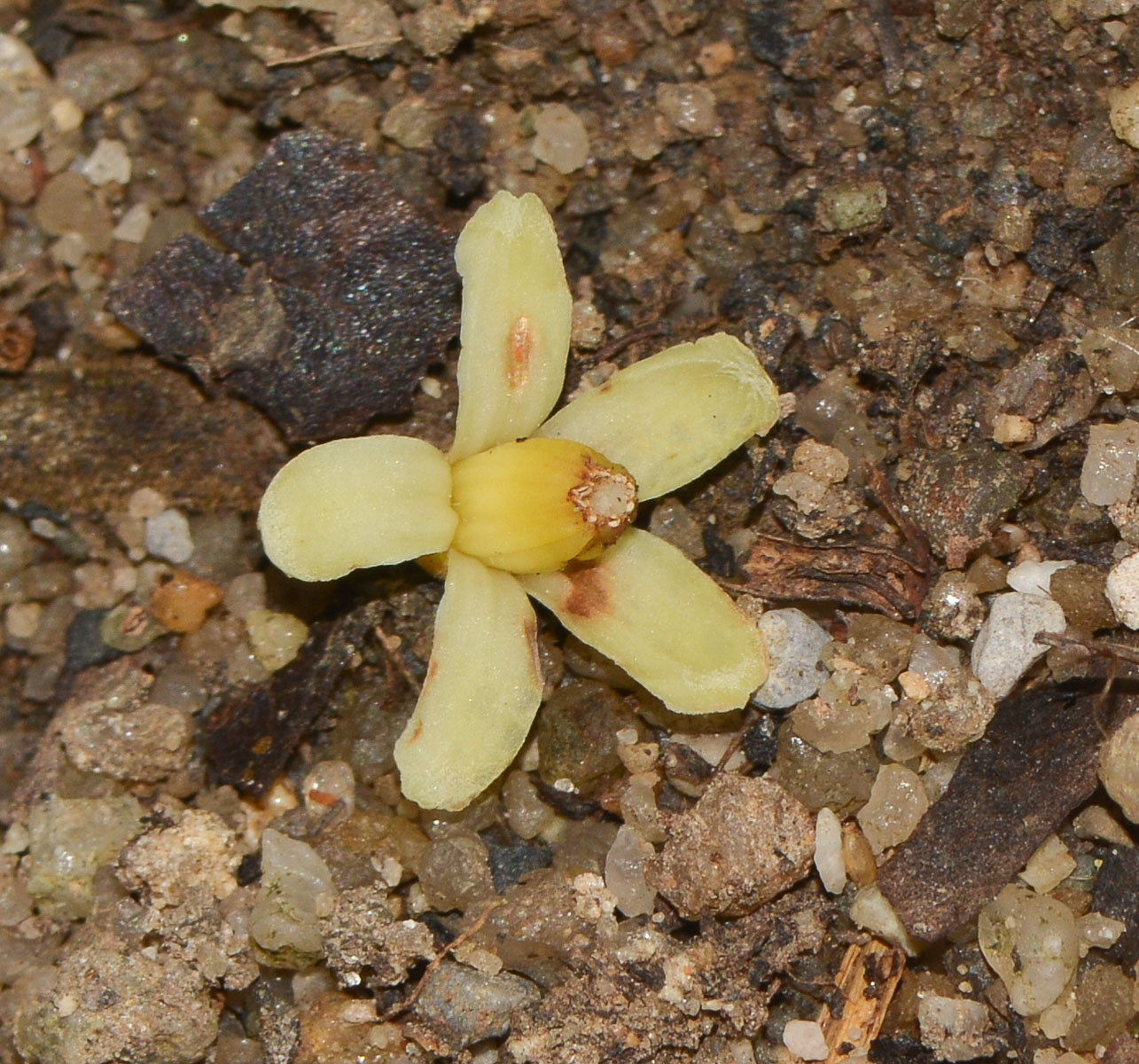 Изображение особи Sandoricum koetjape.