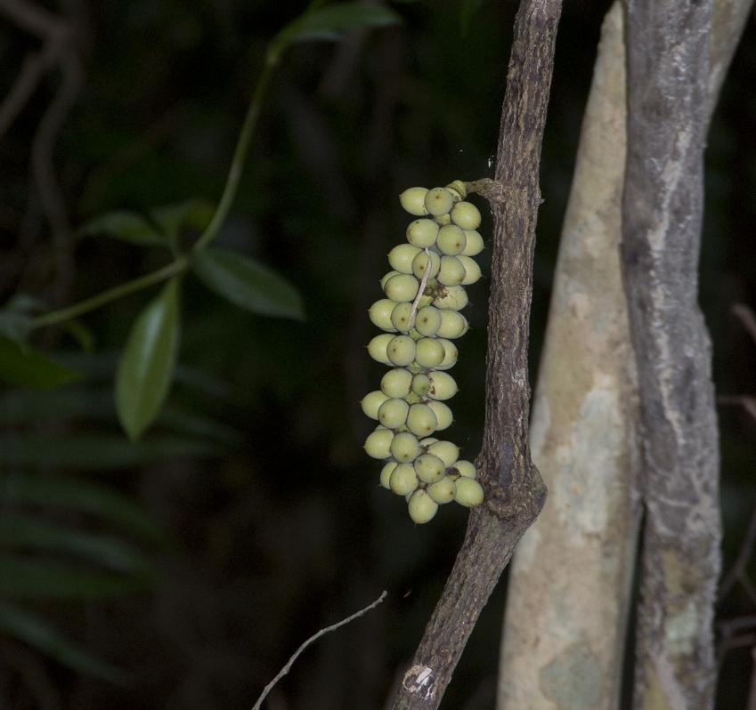 Image of Gnetum gnemon specimen.