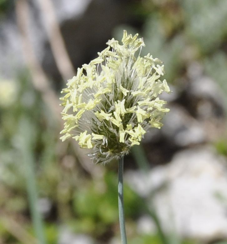 Image of Alopecurus gerardi specimen.