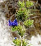 Echium vulgare