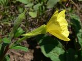 Oenothera rubricaulis. Верхушка побега с цветком и бутоном. Амурская обл., Бурейский р-н, окр. с. Виноградовка, обочина дороги в дубово-берёзовом лесу. 28.07.2016.