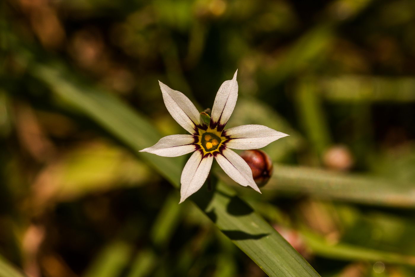 Image of Sisyrinchium rosulatum specimen.