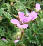 Erodium cicutarium