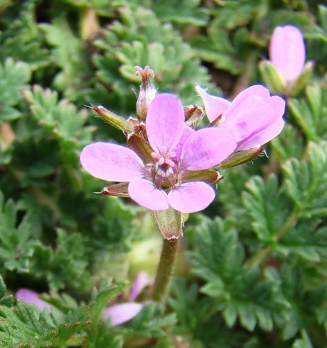 Изображение особи Erodium cicutarium.