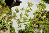 Grewia occidentalis. Часть ветви. Израиль, Шарон, пос. Кфар Шмариягу, сквер, в культуре. 13.04.2017.