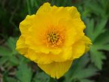 Trollius membranostylis