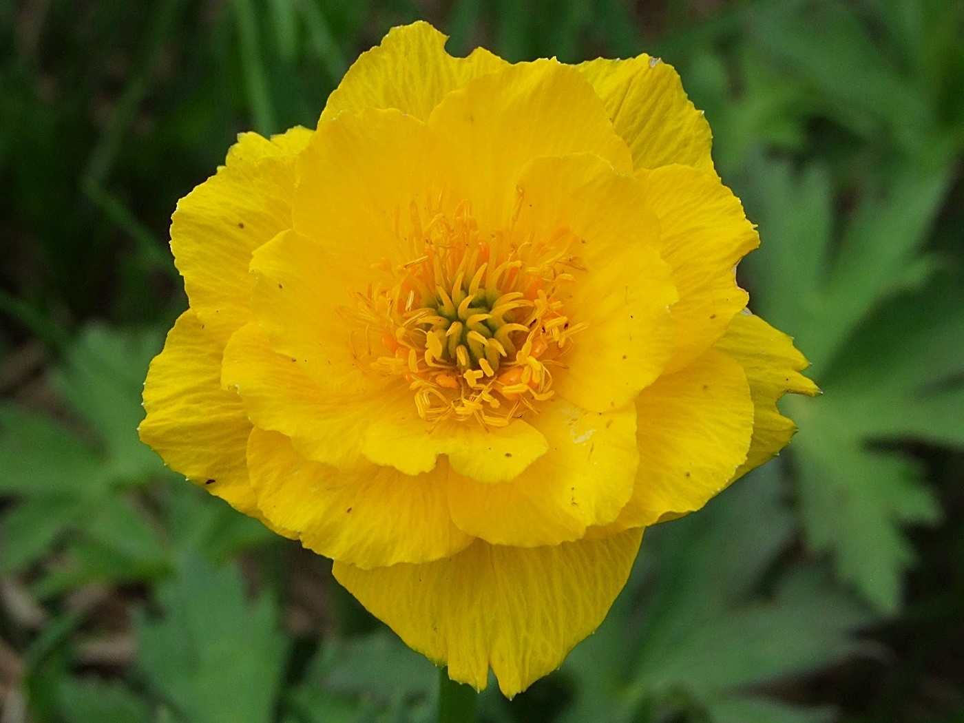 Изображение особи Trollius membranostylis.