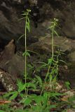 Cardamine bulbifera. Зацветающие растения. Горный Крым, северный склон Ялтинской яйлы, р. Писара. 11.05.2017.