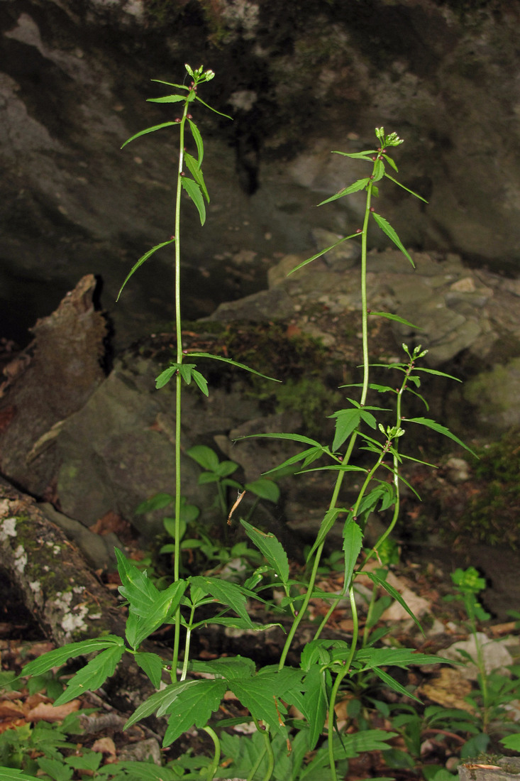 Image of Cardamine bulbifera specimen.