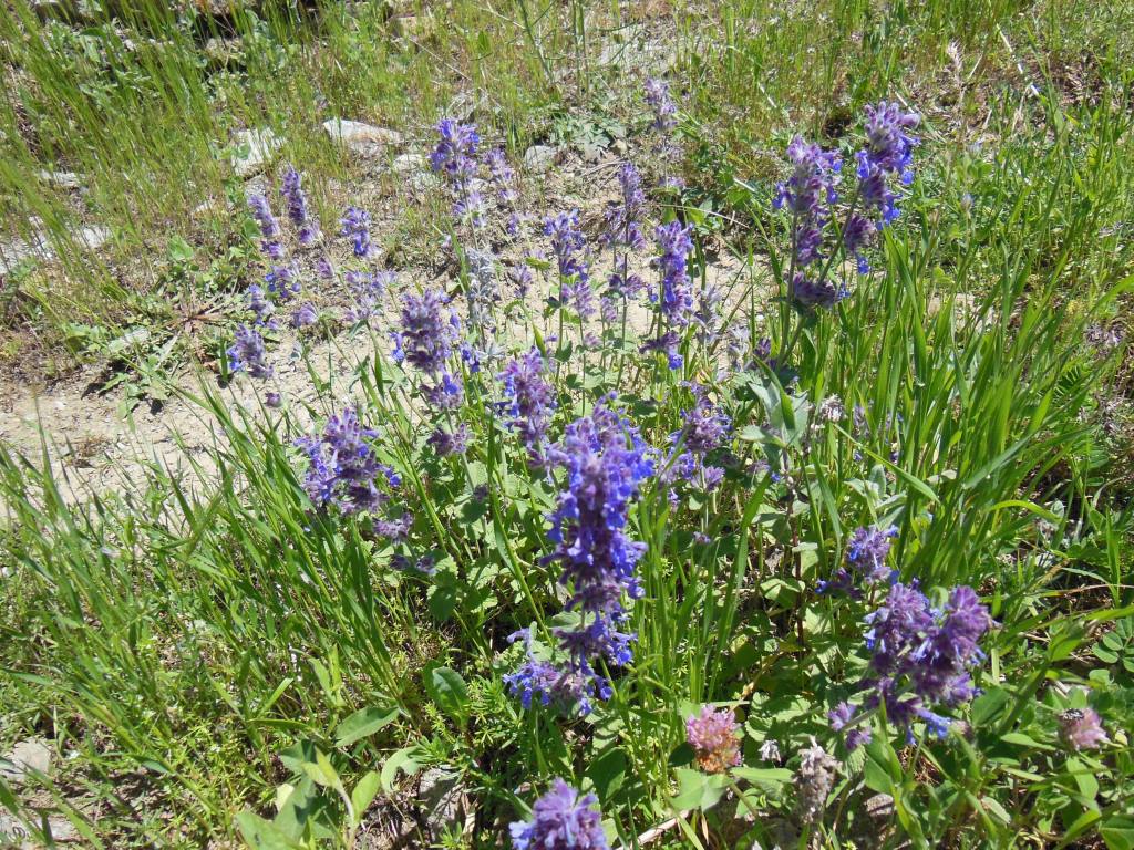 Изображение особи Nepeta meyeri.