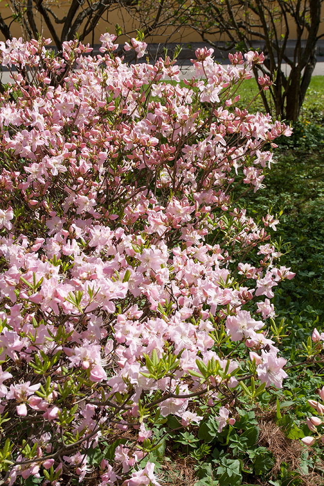 Изображение особи Rhododendron schlippenbachii.