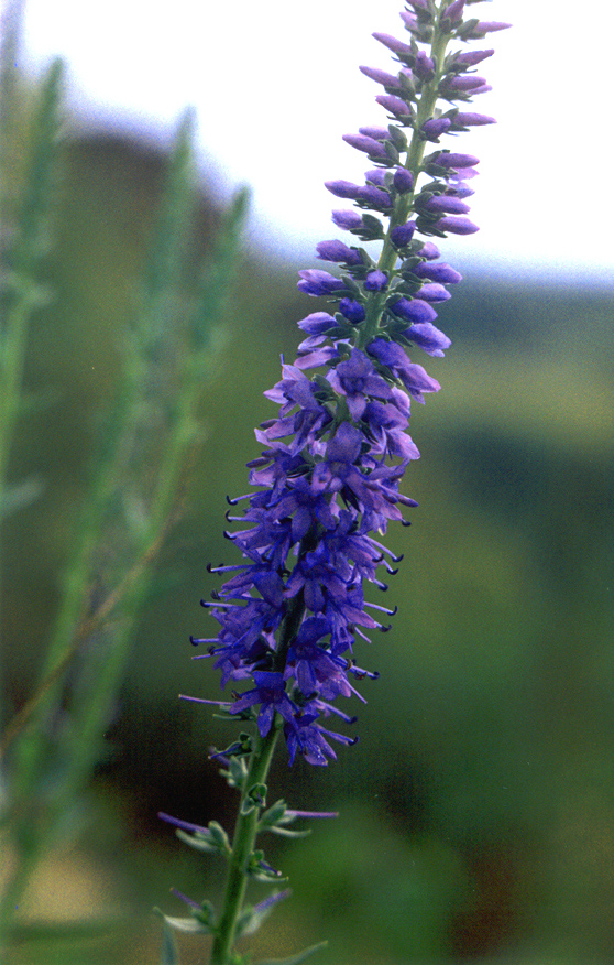 Image of Veronica barrelieri specimen.