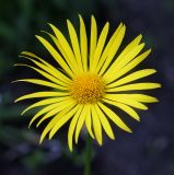 Doronicum carpaticum