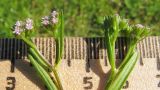 Valerianella dentata. Верхушки побегов с соцветиями. Краснодарский край, Абинский р-н, окр. станицы Шапсугская, поляна в междуречье р. Скобидо и р. Адегой. 02.05.2016.