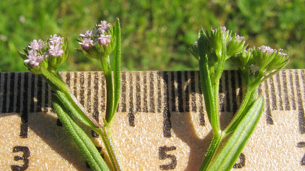 Image of Valerianella dentata specimen.