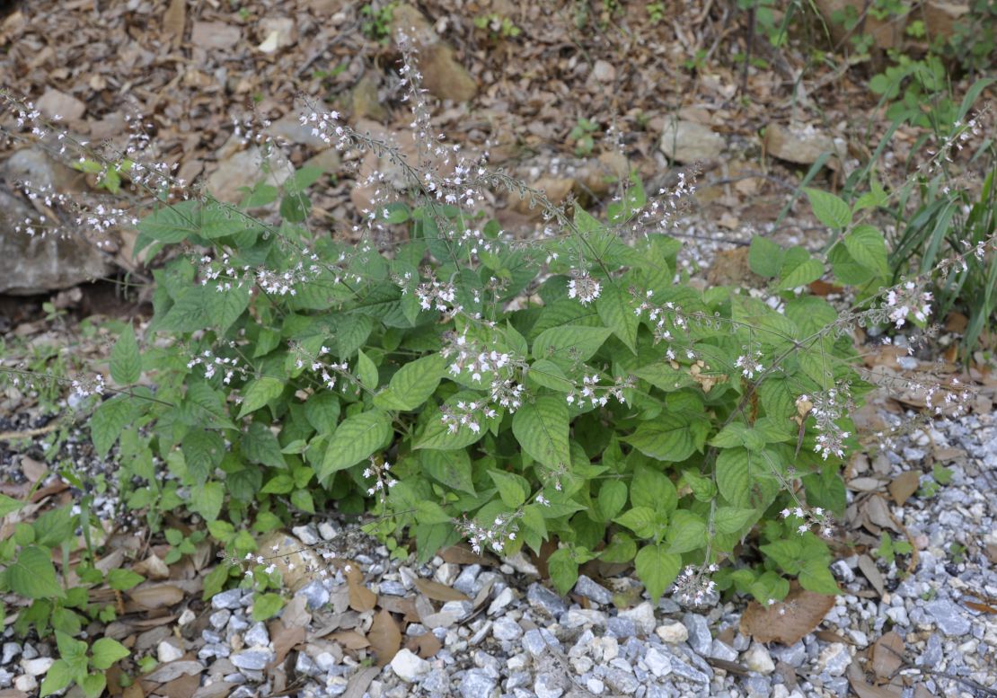 Изображение особи Circaea lutetiana.