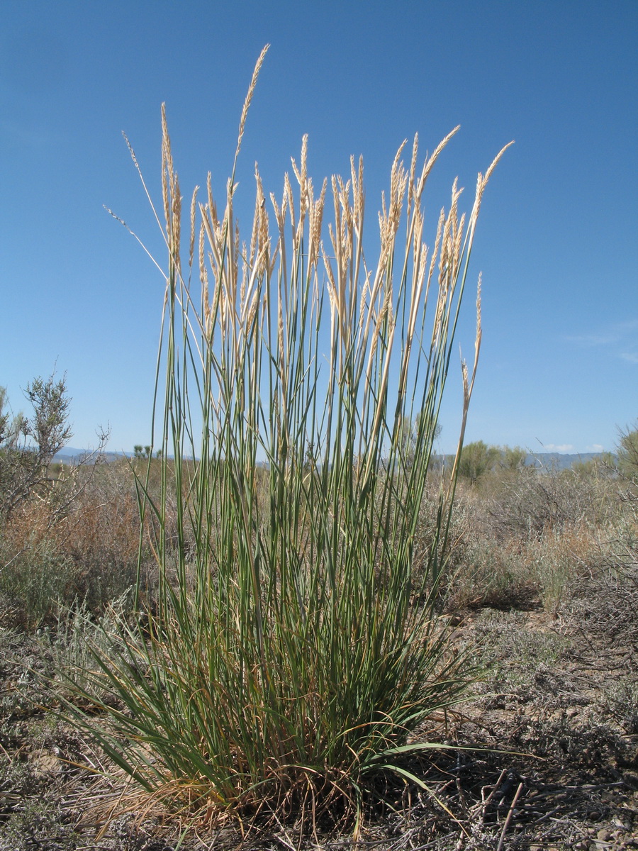 Изображение особи род Elymus.