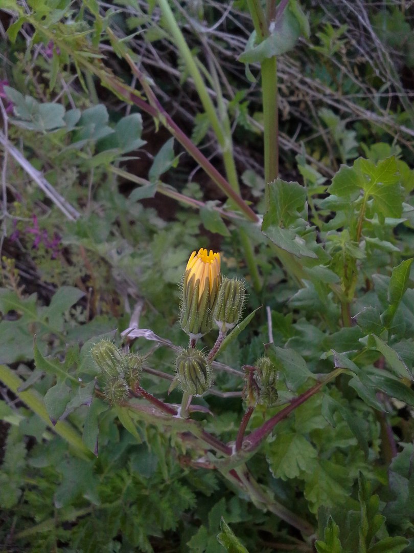 Image of Sonchus tenerrimus specimen.