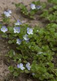 Veronica filiformis