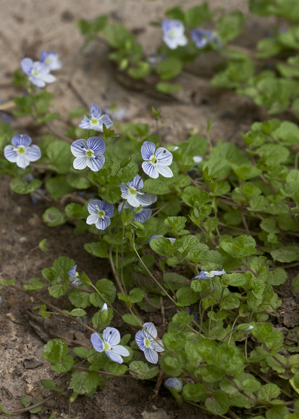 Image of Veronica filiformis specimen.