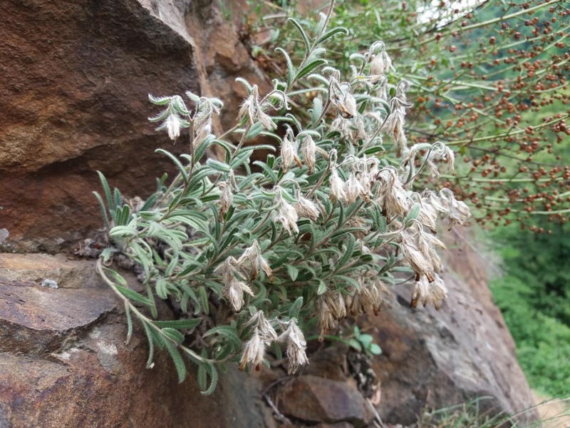 Image of Onosma microcarpa specimen.