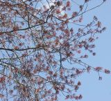 Acer rubrum. Часть кроны цветущего дерева. Санкт-Петербург, парк БИН РАН. 06.05.2008.