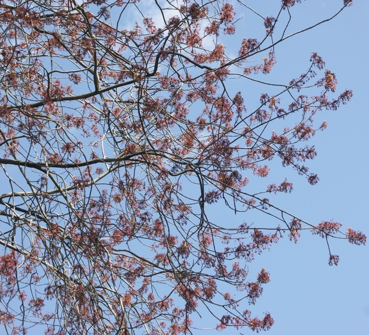 Изображение особи Acer rubrum.