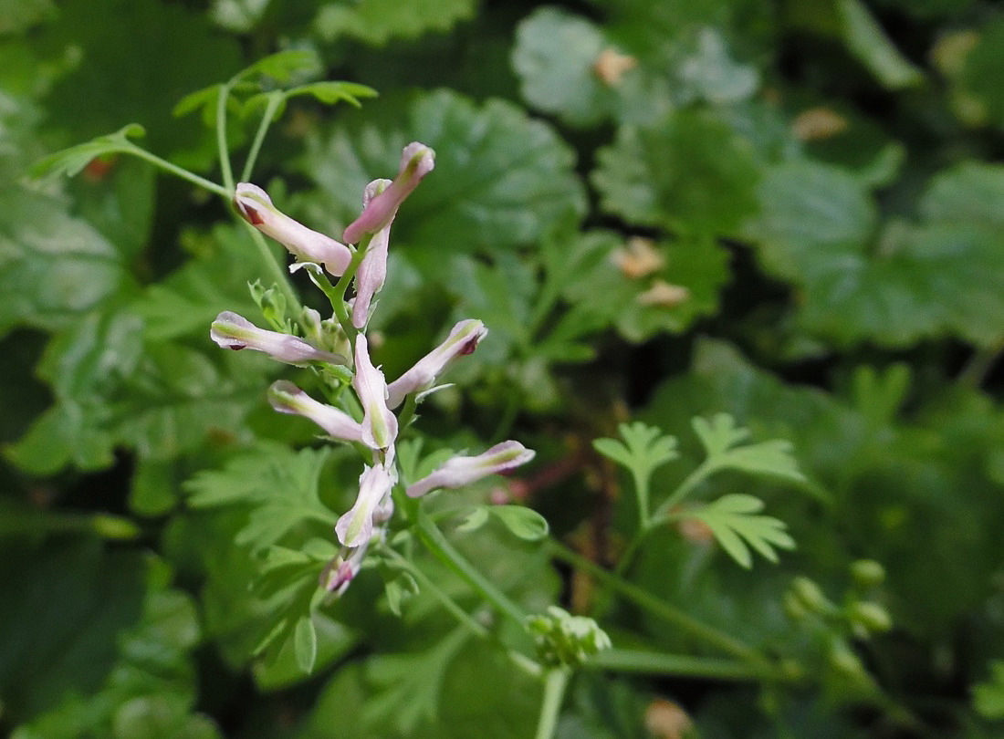 Изображение особи Fumaria officinalis.