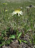 Taraxacum stevenii. Цветущее растение. Кабардино-Балкария, Эльбрусский р-н, долина р. Ирикчат, ≈ 2800 м н.у.м. 28.07.2017.